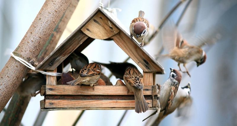 Warning Wings: House Sparrows Overload