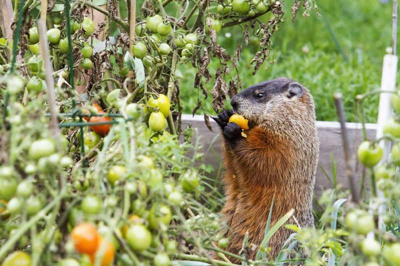 Agricultural Appetizers