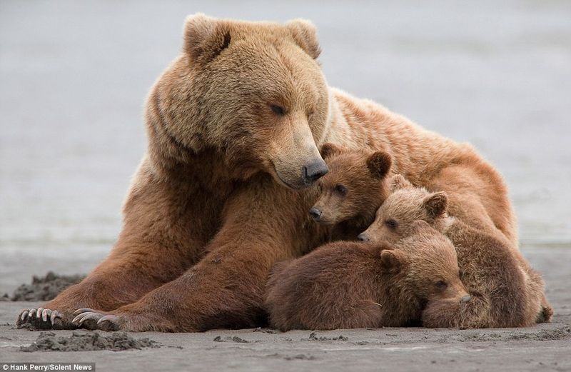 Devoted Mothers