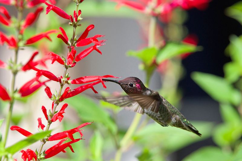 Where To Plant For Maximum Hummingbird Visits