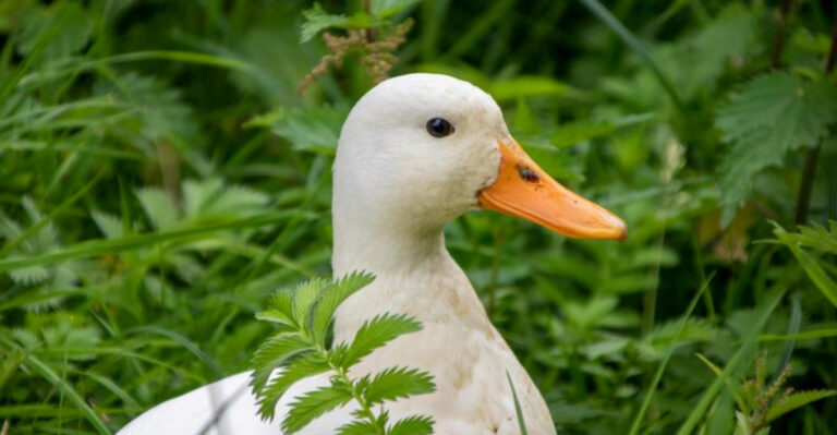 Best Ducks For Egg Production (And What Sets Them Apart)