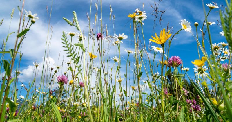 Caring For Your Wildflower Meadow