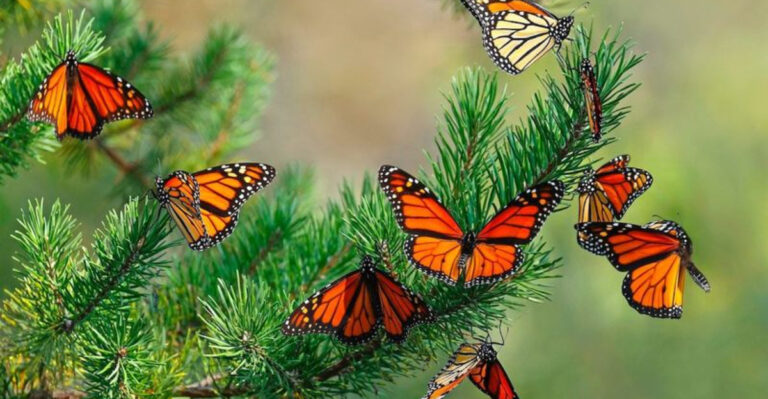 Best Time And Places To Spot Monarch Butterflies In Arizona