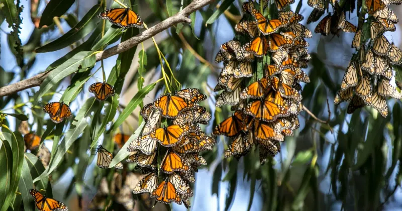 Peak Season For Sightings