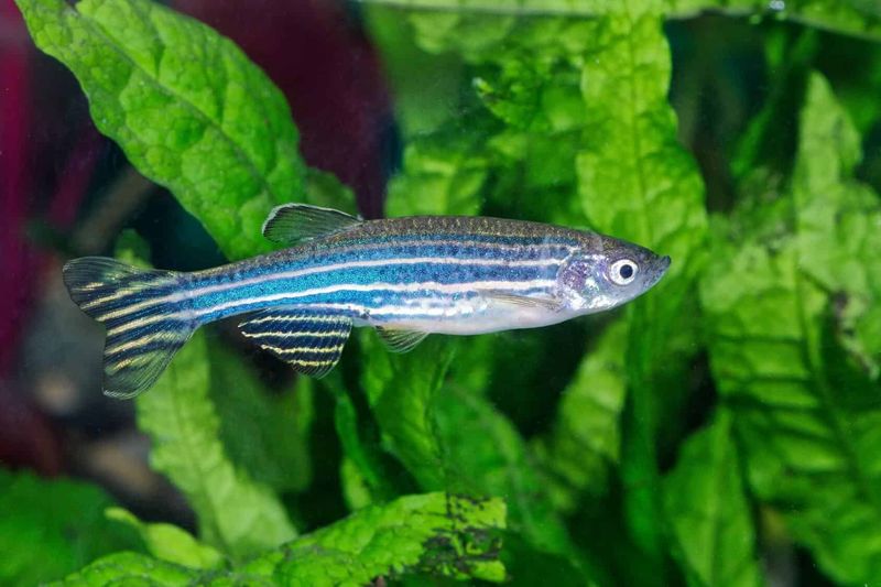 Zebra Danios: The Surprising Sensitives