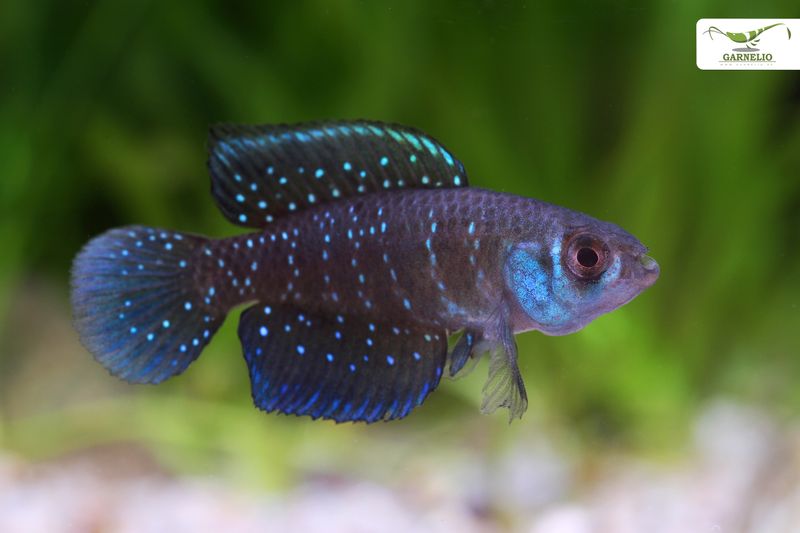 Killifish: Nature's Annual Species
