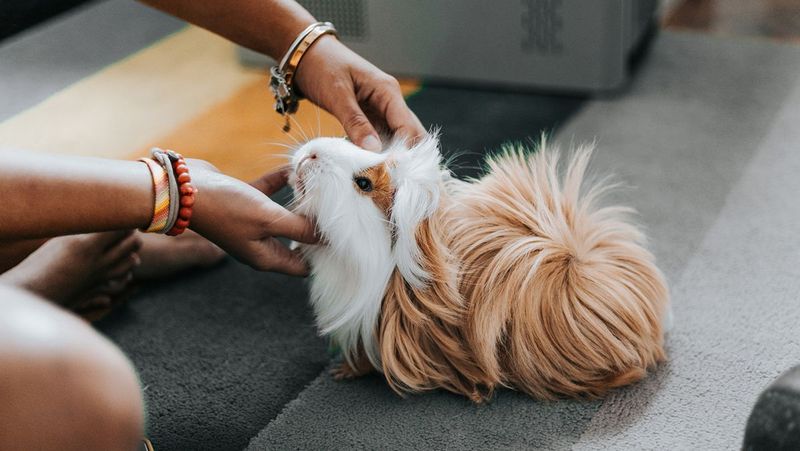 Guinea Pigs 