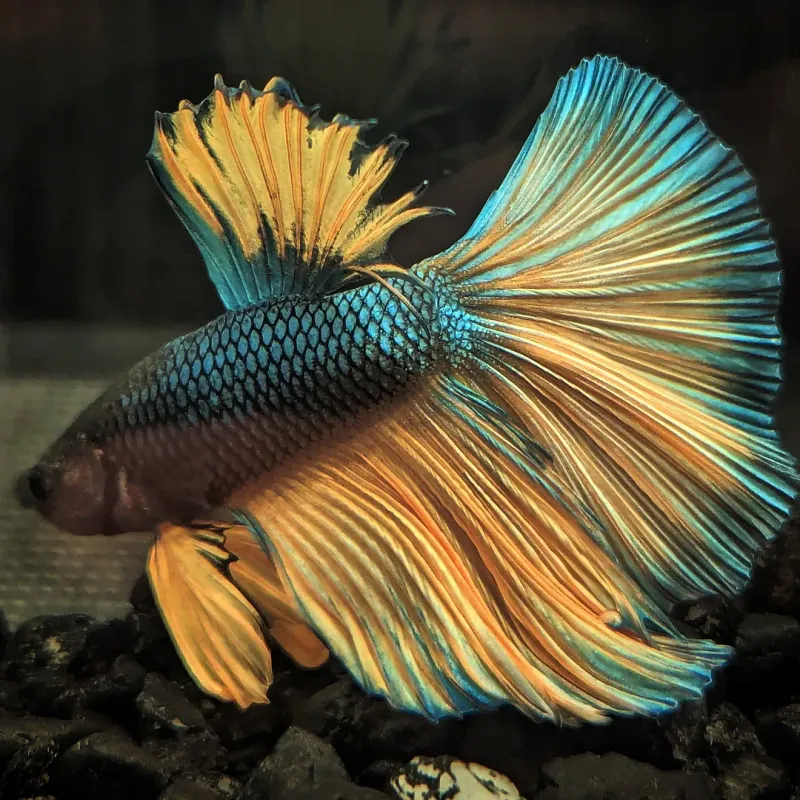 Betta Fish