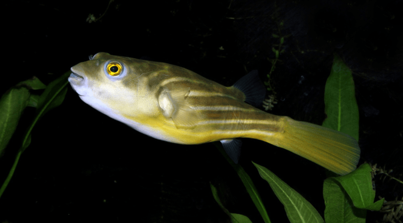 Fahaka Puffer