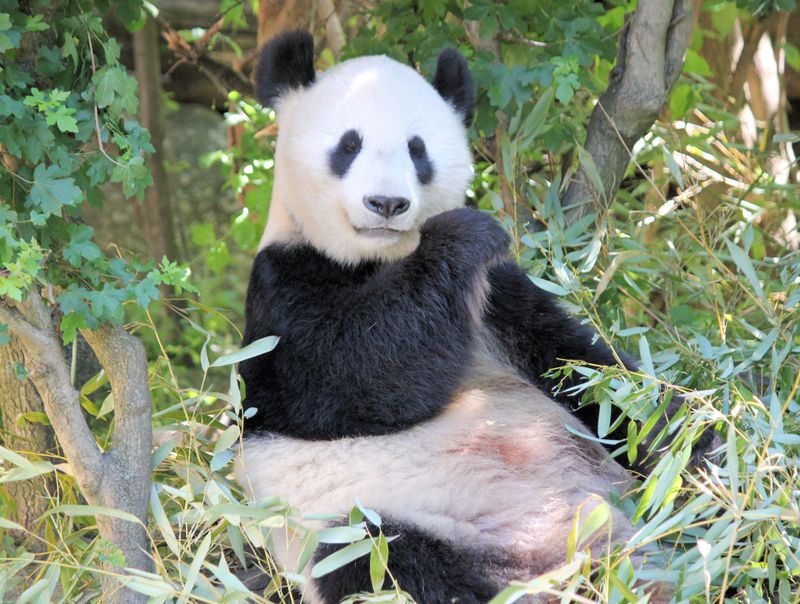 Are Herbivores Really Herbivores? The Meat-Eating Mystery Behind Certain Species