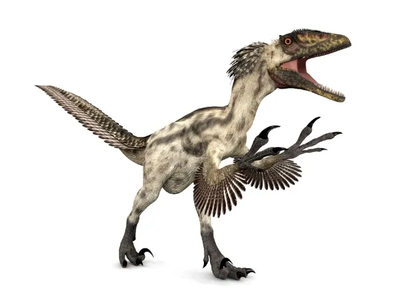 Turkey-Sized, Not Human-Sized