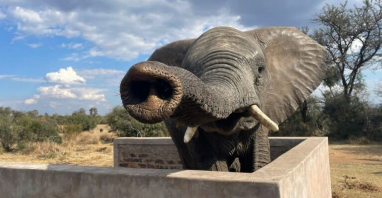 Beyond The Nose: How Elephant Trunks Evolved And Became Nature’s Most Versatile Tool