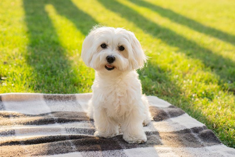 Maltese – The Pocket-Sized Companion