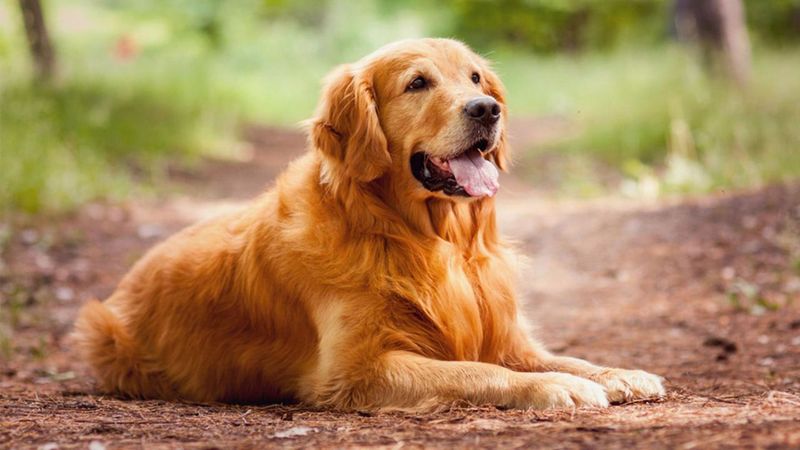 Golden Retriever – The Sunshine Dog For New Owners