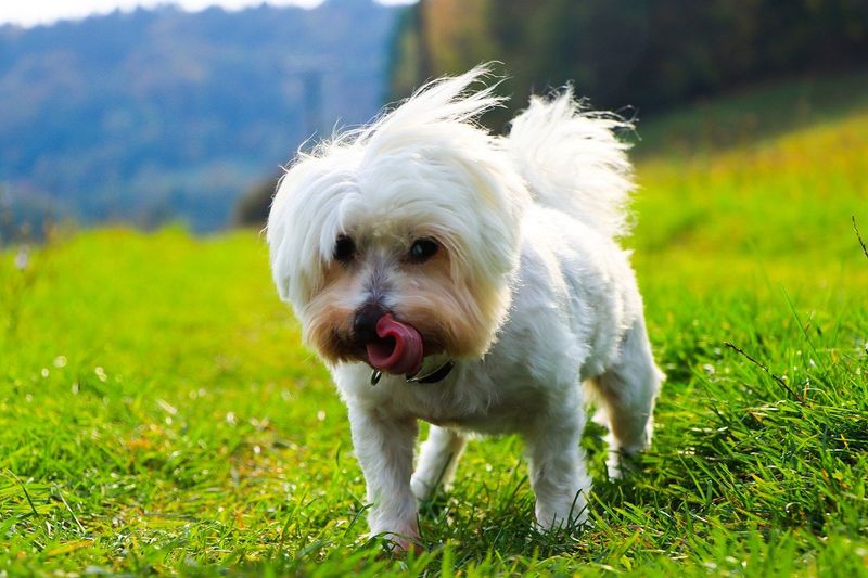 Maltese
