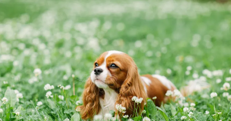 Cavalier King Charles Spaniel