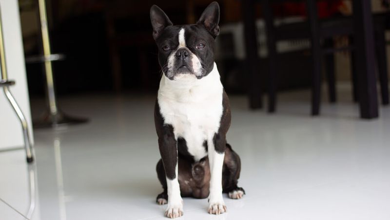 Boston Terrier