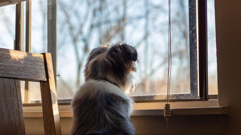 Australian Shepherd