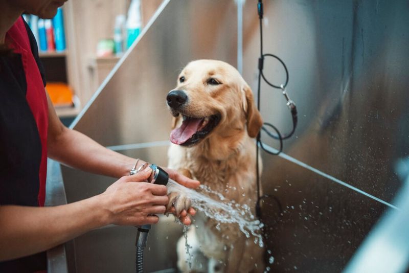 Labrador Retrievers