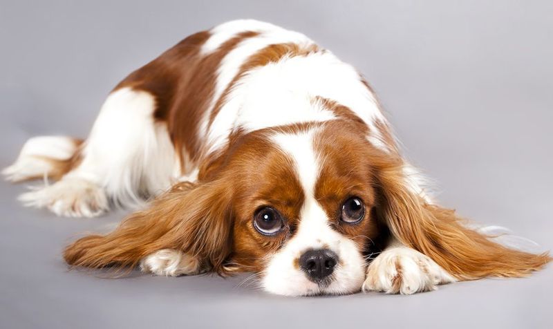 Cavalier King Charles Spaniel