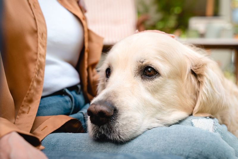Golden Retrievers: Gentle Souls With Heart