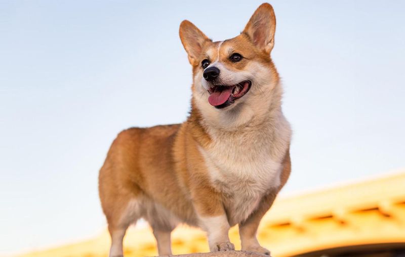 Pembroke Welsh Corgi: Short-Legged Happiness Machines
