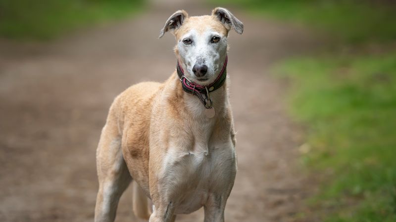 Greyhounds: Sensitive Speedsters