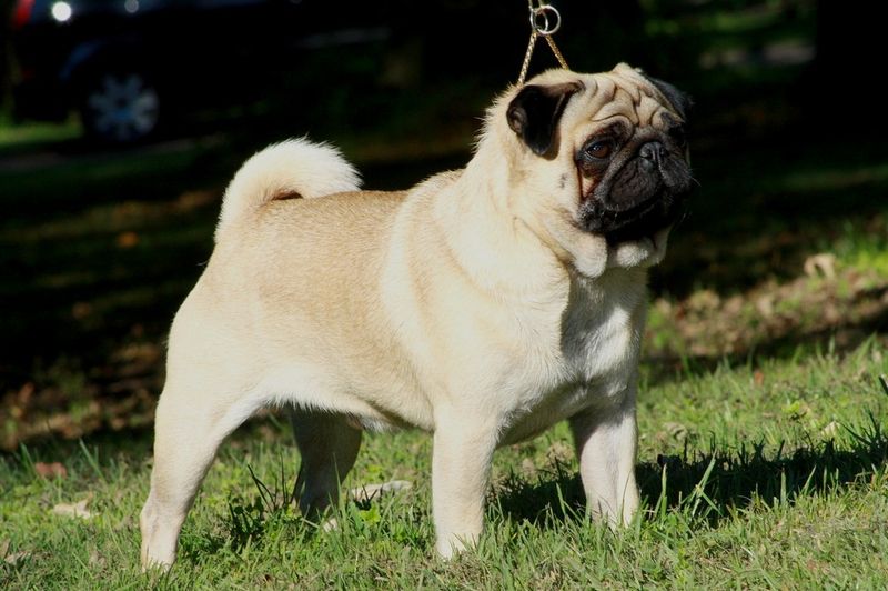Pug: The Comical Nibbler
