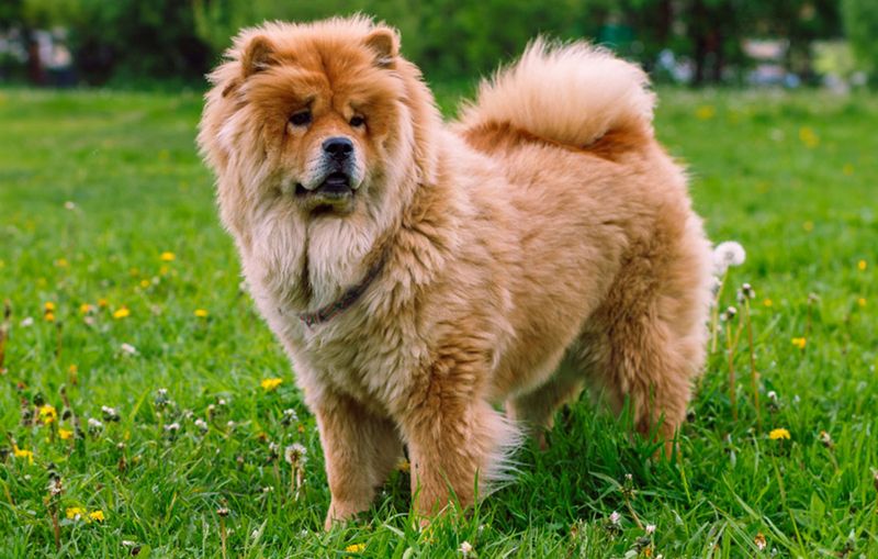 Chow Chows: Double Dominance Issues