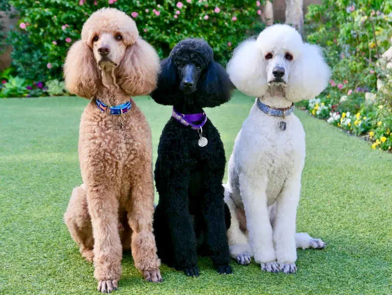 Standard Poodle