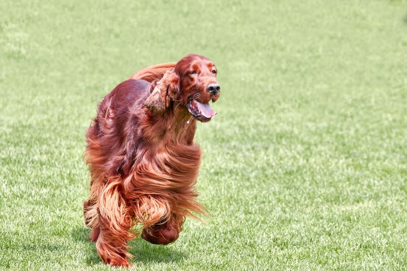 Irish Setters
