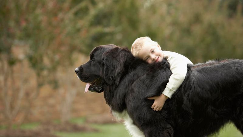 Newfoundlands: Gentle Giants For Spacious Homes