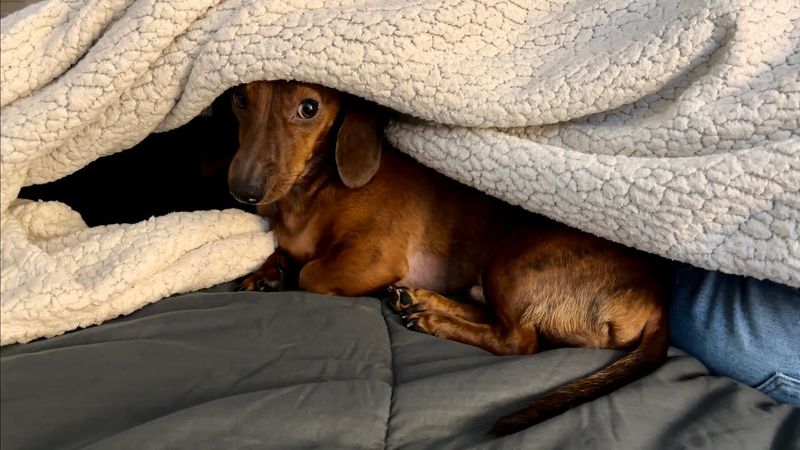 Dachshunds Dig For Storm Safety