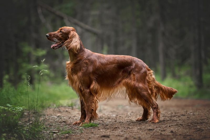 Irish Setters