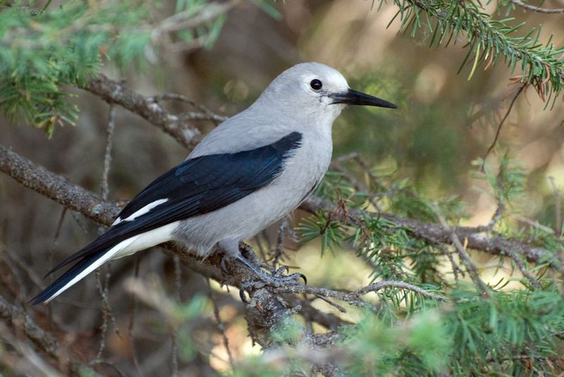 Clark's Nutcracker