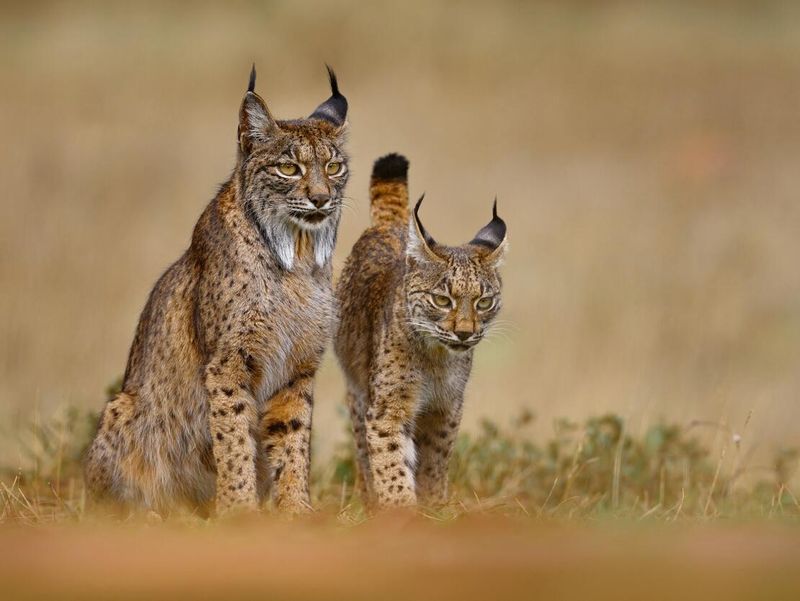 Captive Breeding Programs Play A Complex Role