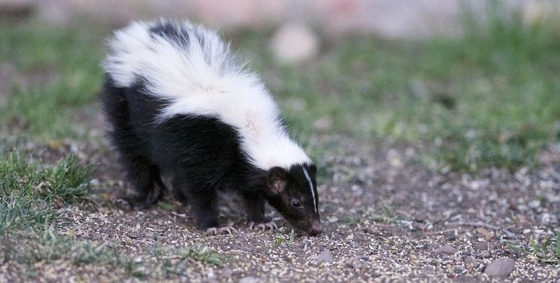 Skunks: More Than Just Their Notorious Spray