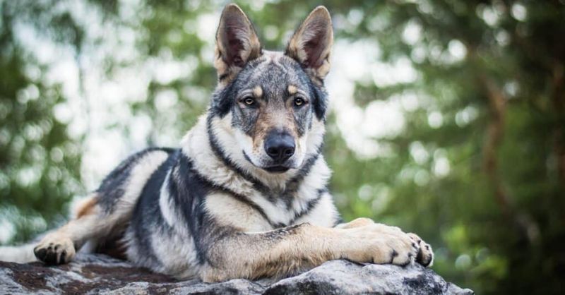 Wolf Hybrids: Beauty Meets Unpredictability
