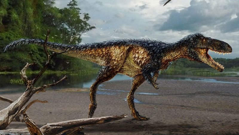 Room-Filling Predator: Tyrannosaurus Rex