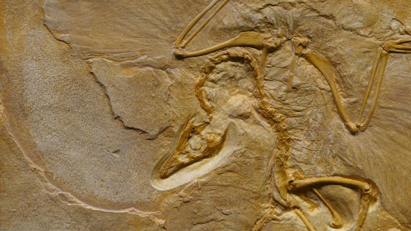 Unearthing The 60 Million-Year-Old Fossil In Big Bend National Park
