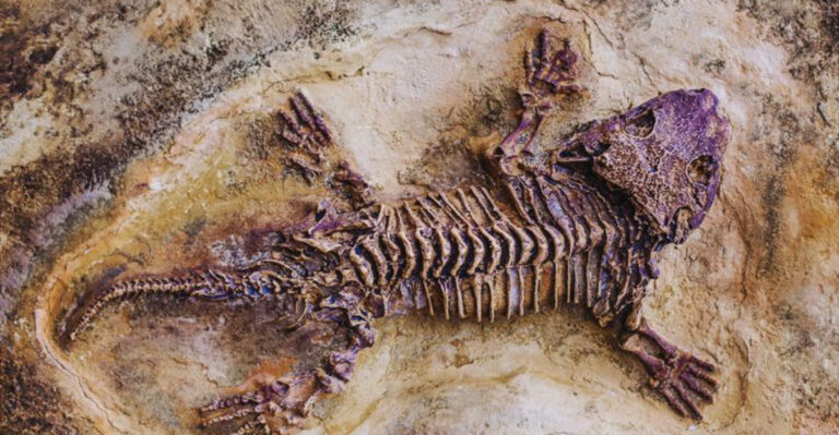 Big Possum That Lived 60 Million Years Ago Unearthed In Texas