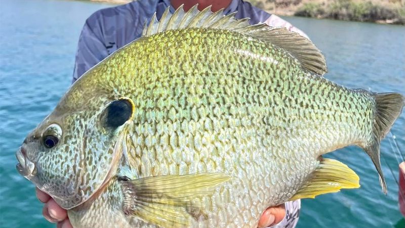 Many State Records Were Caught In Shallow Zones