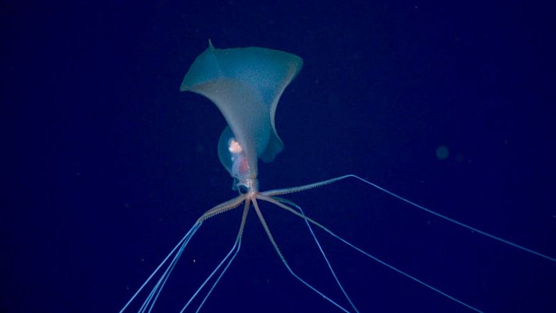 Ghost Of The Deep