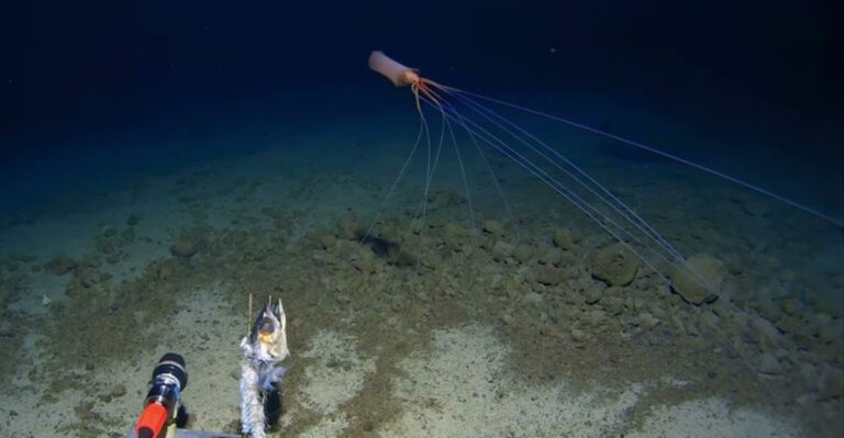 Bigfin Squid Makes A Stunning Appearance In Tonga Trench – Meet The Magnapinna