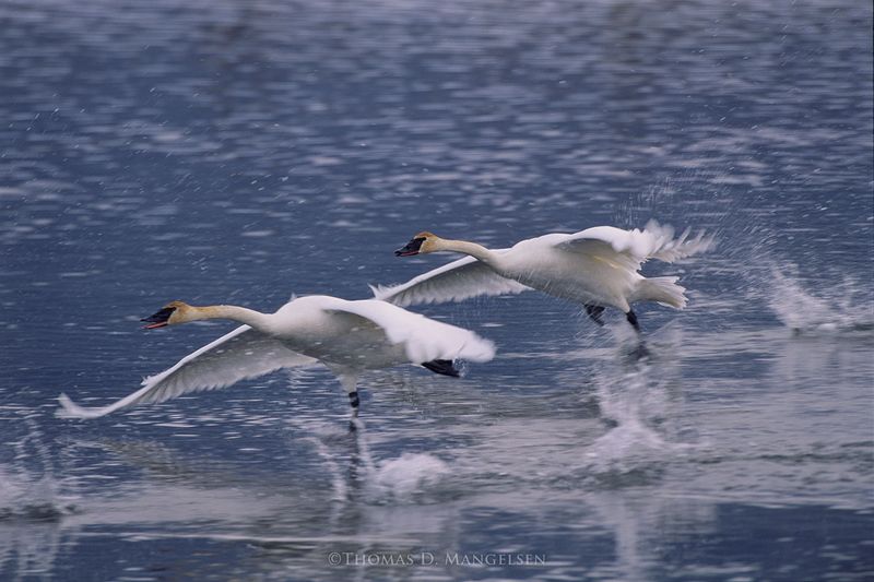 Trumpeter Swans – Winter's Elegant Survivors