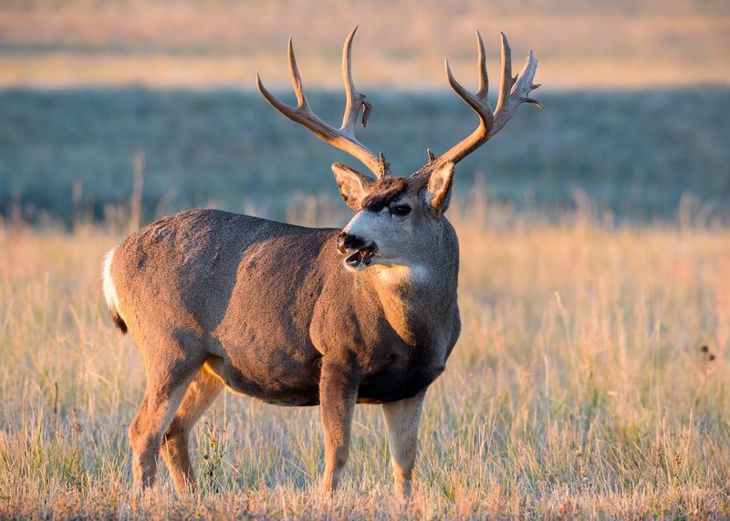 Mule Deer - Bounce Jumpers Of The Forest