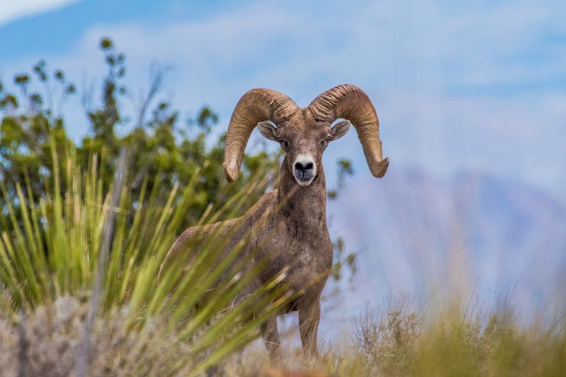 A Conservation Comeback Story At Risk