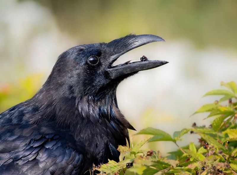 Ravens Collecting Treasures In Abandoned Saloons