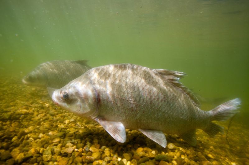 Smallmouth Buffalo: Sediment Specialists