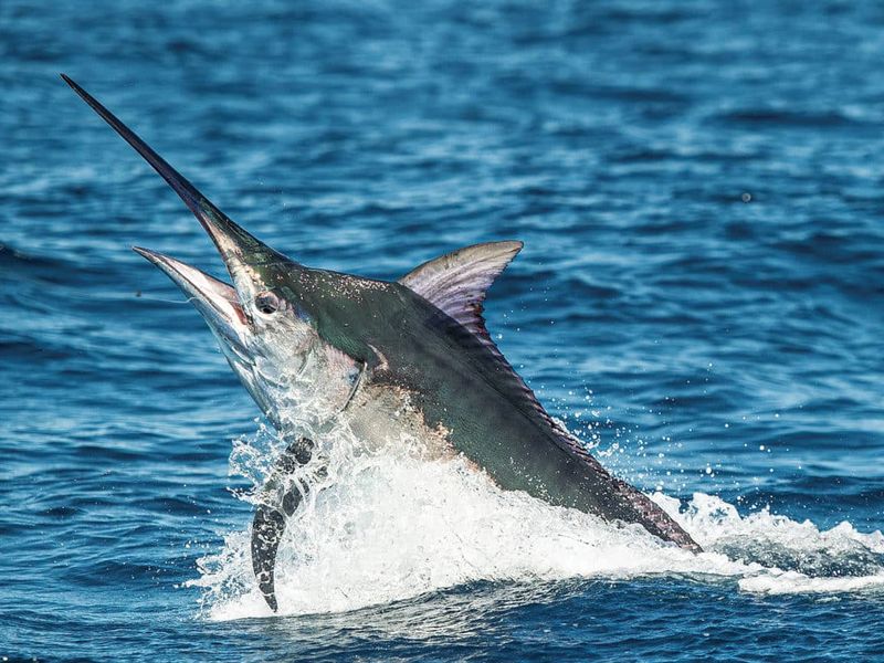 Dorsal Fin Differences